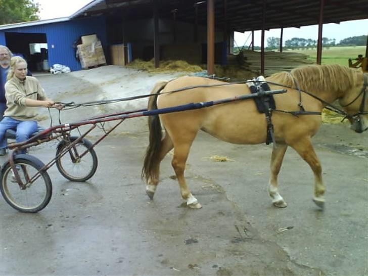 Anden særlig race Creamy billede 1