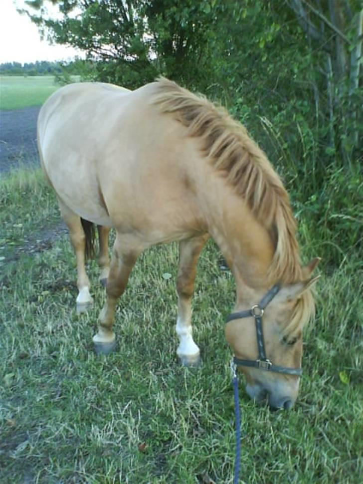 Anden særlig race Creamy billede 2