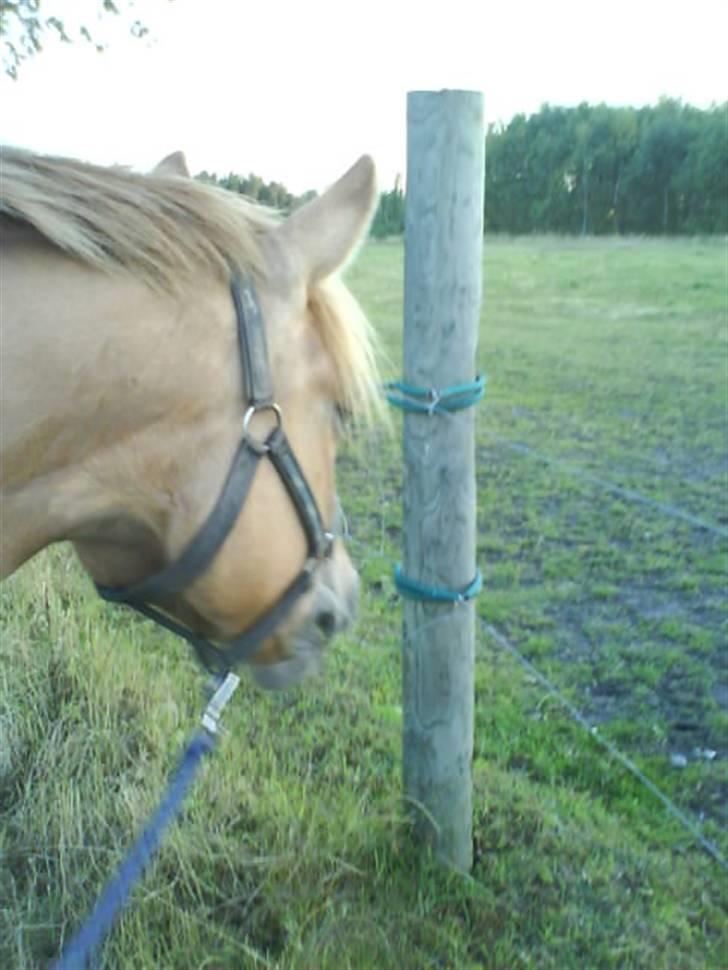 Anden særlig race Creamy billede 3