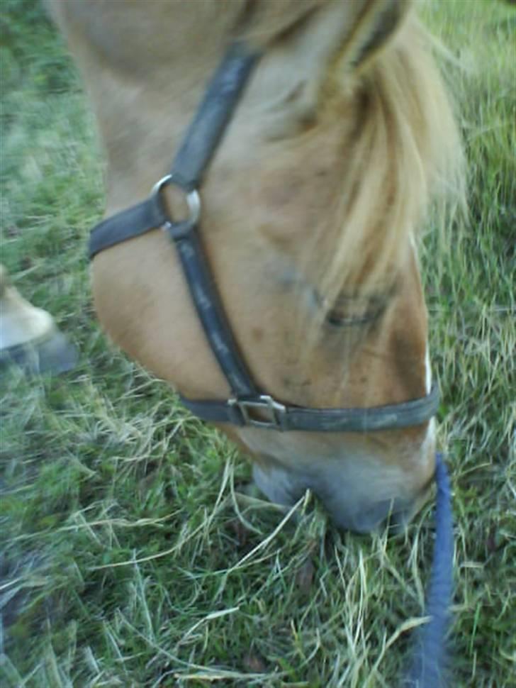 Anden særlig race Creamy billede 4