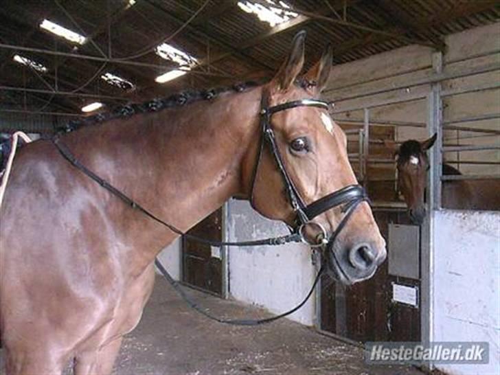 Dansk Varmblod Slandine-W RDH - Dine klar til 1-dagsafprøvning. <3 billede 10