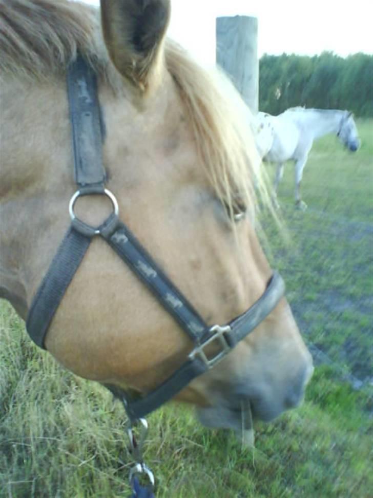 Anden særlig race Creamy billede 5