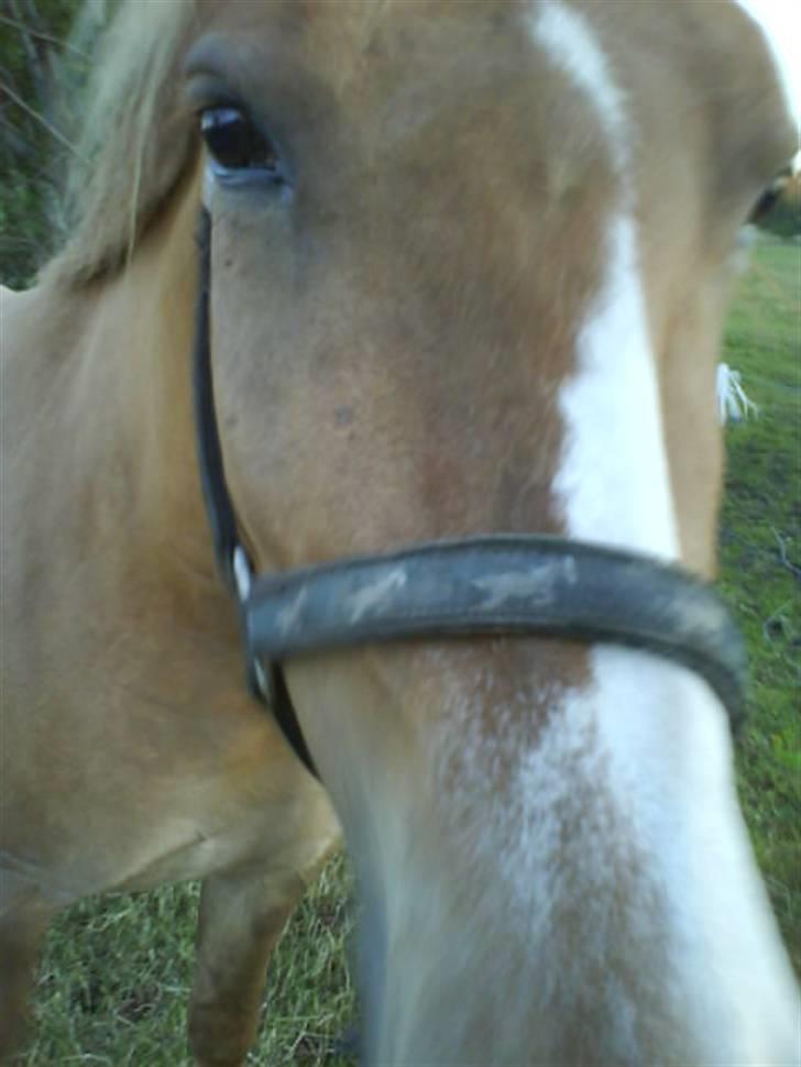 Anden særlig race Creamy billede 6