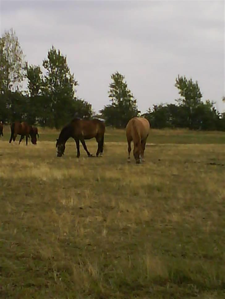 Anden særlig race Creamy billede 7