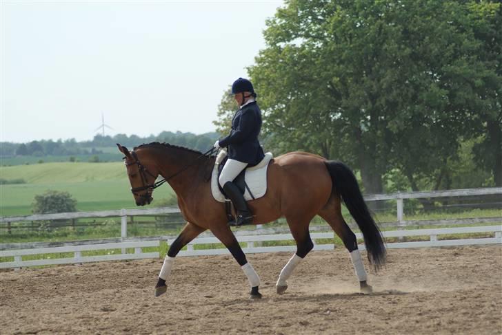 Dansk Varmblod Slandine-W RDH - Dine & Mor, stævne BOR 2009 - LA2 billede 11