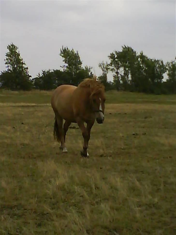 Anden særlig race Creamy billede 8