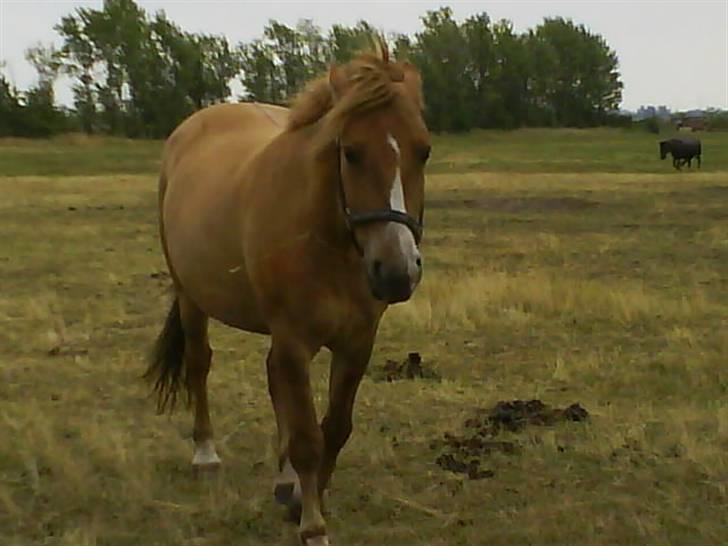 Anden særlig race Creamy billede 9