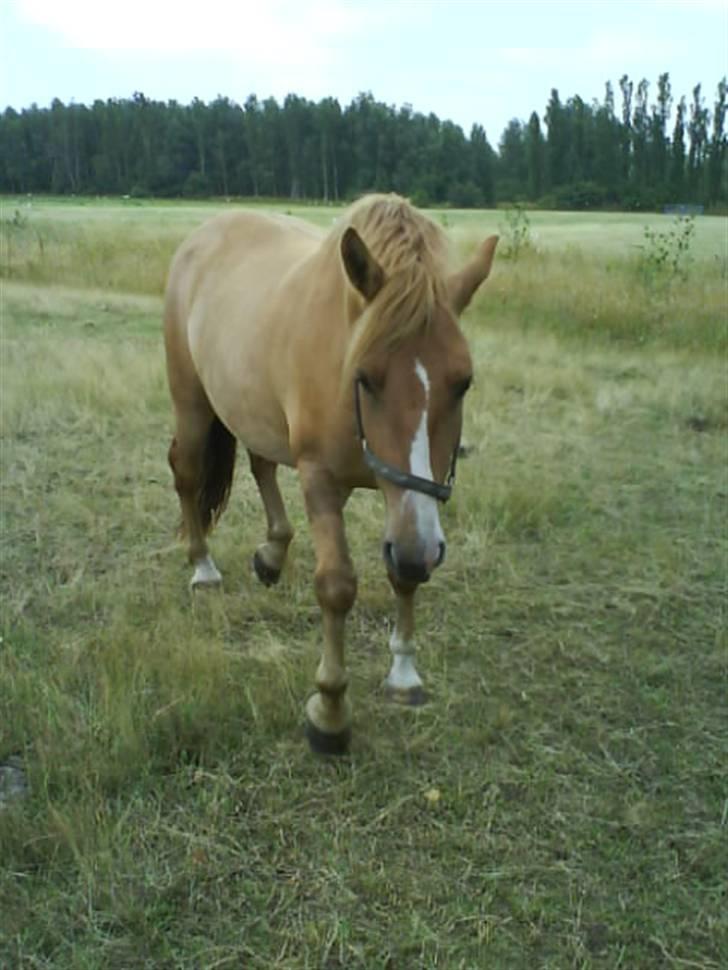 Anden særlig race Creamy billede 10