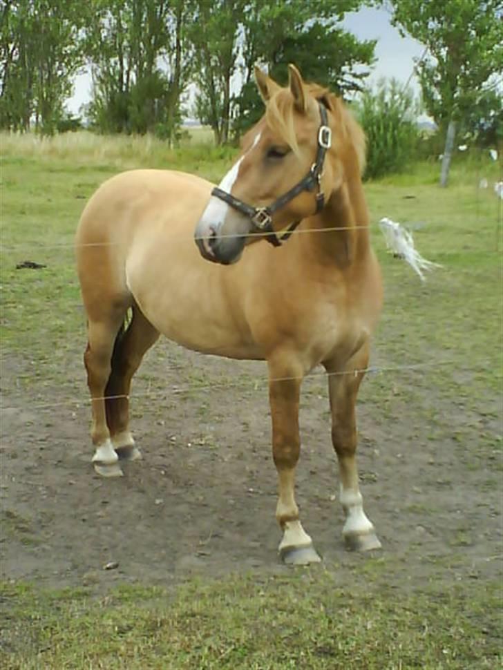 Anden særlig race Creamy billede 11