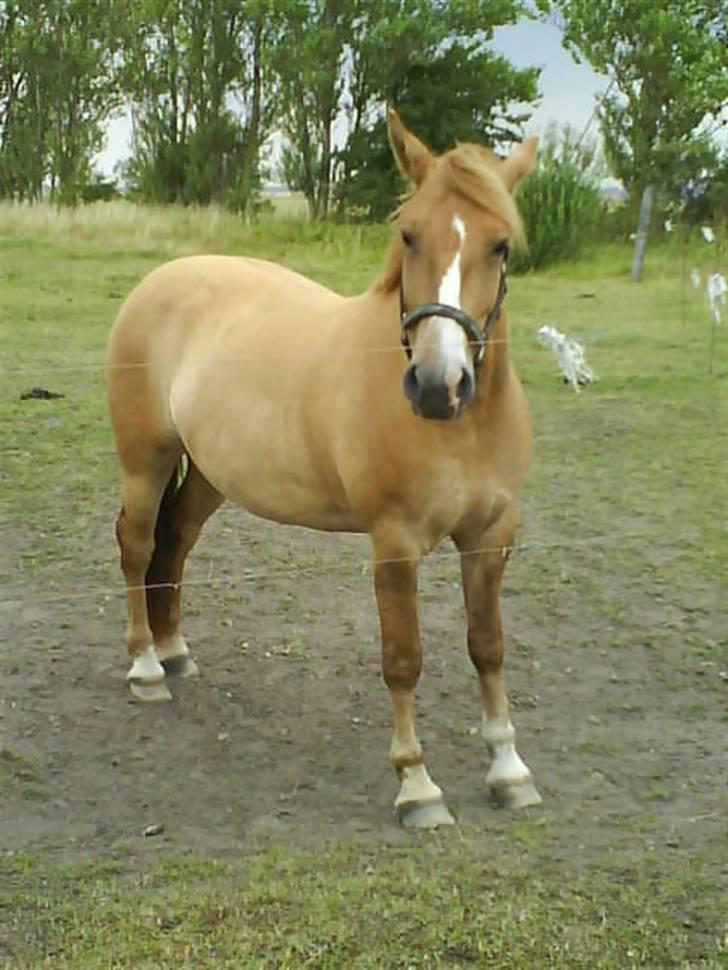 Anden særlig race Creamy billede 12