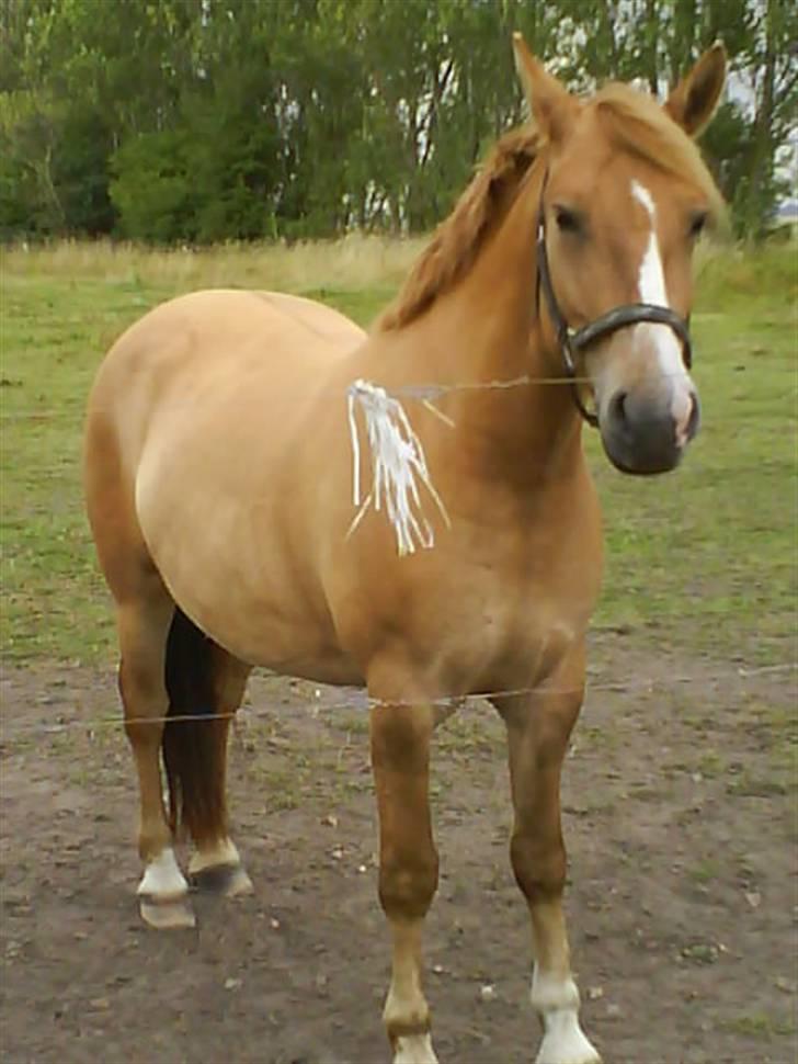 Anden særlig race Creamy billede 13