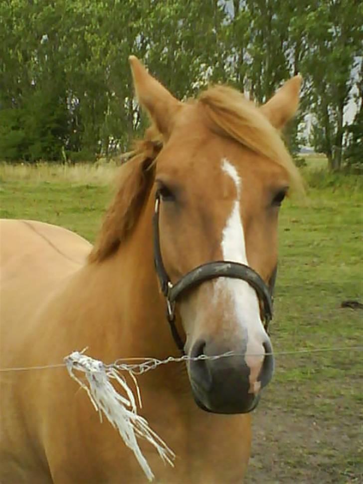 Anden særlig race Creamy billede 14