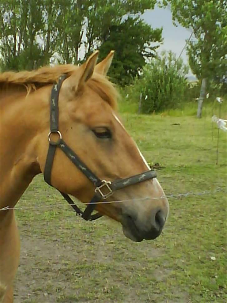 Anden særlig race Creamy billede 15