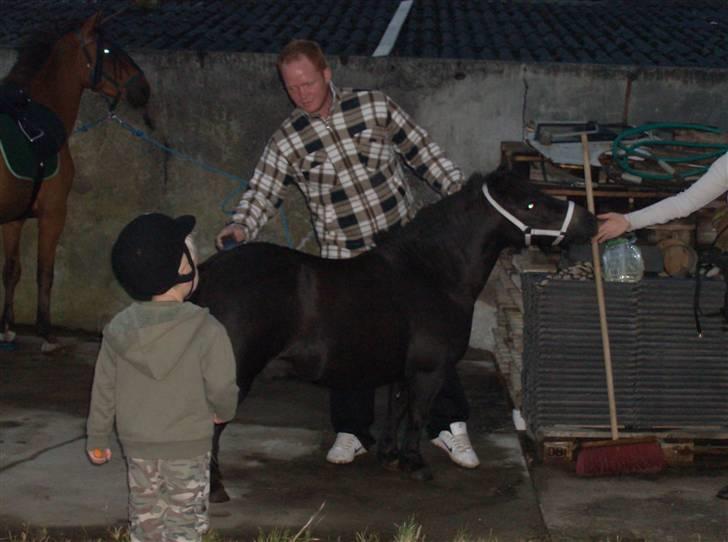 Shetlænder Lyngholm´s Saga R.I.P † - Storebror strigler Saga:) de kan godt være bedste venenr:) billede 18
