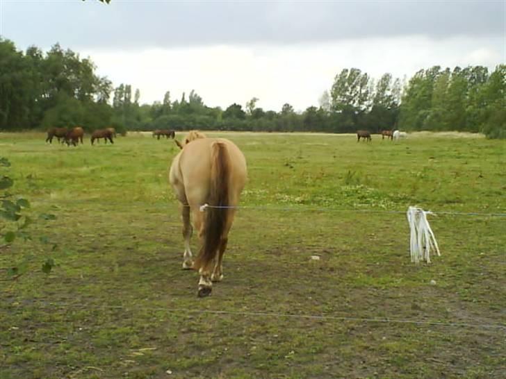 Anden særlig race Creamy billede 16