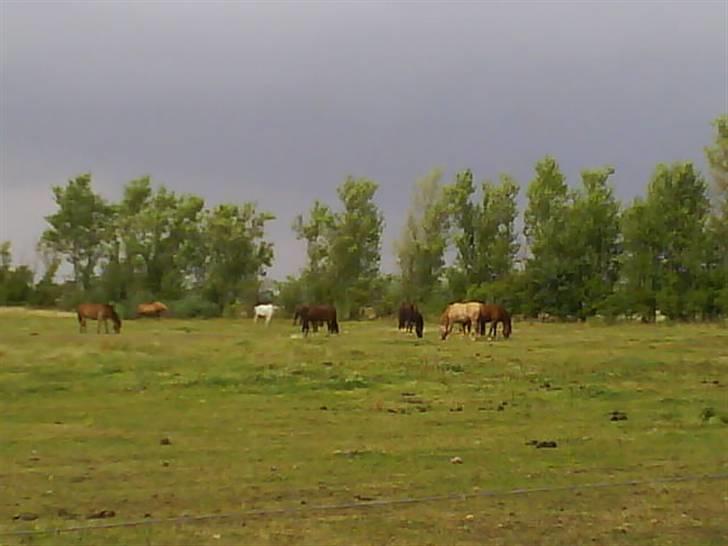 Anden særlig race Creamy billede 17