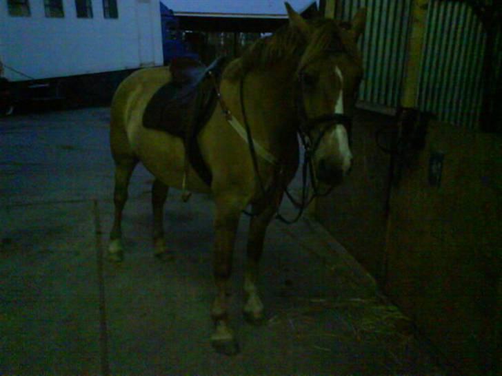 Anden særlig race Creamy billede 18