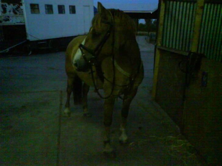 Anden særlig race Creamy billede 19