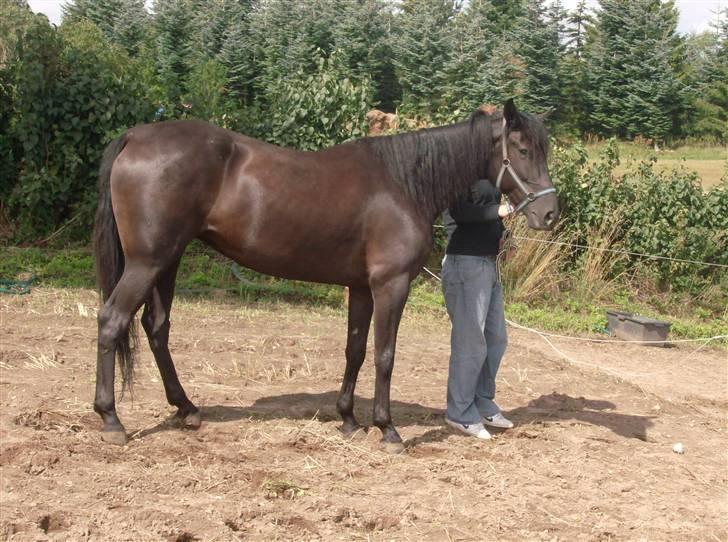 Traver In Ger Solgt - Da hun ankom hos os:) billede 1