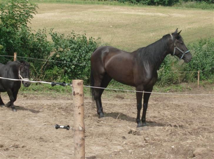 Traver In Ger Solgt - In Ger på folden billede 2