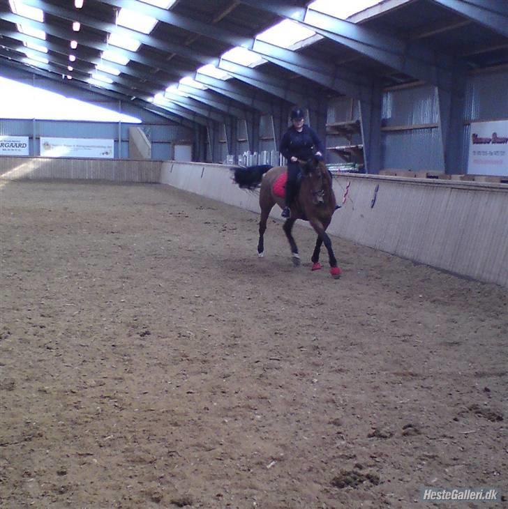 Dansk Varmblod Kibgårdens Sancett Light -solgt:( billede 4