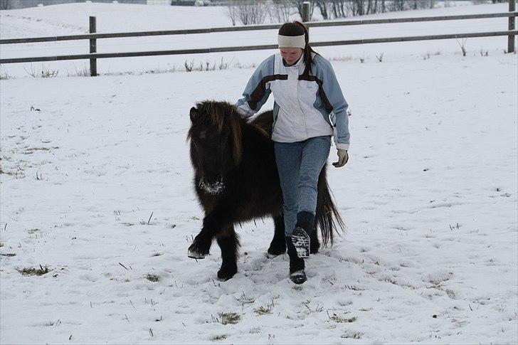 Shetlænder Jægergårdens Hikki - hvor er hun bare dygtig : ) Foto : mor billede 11