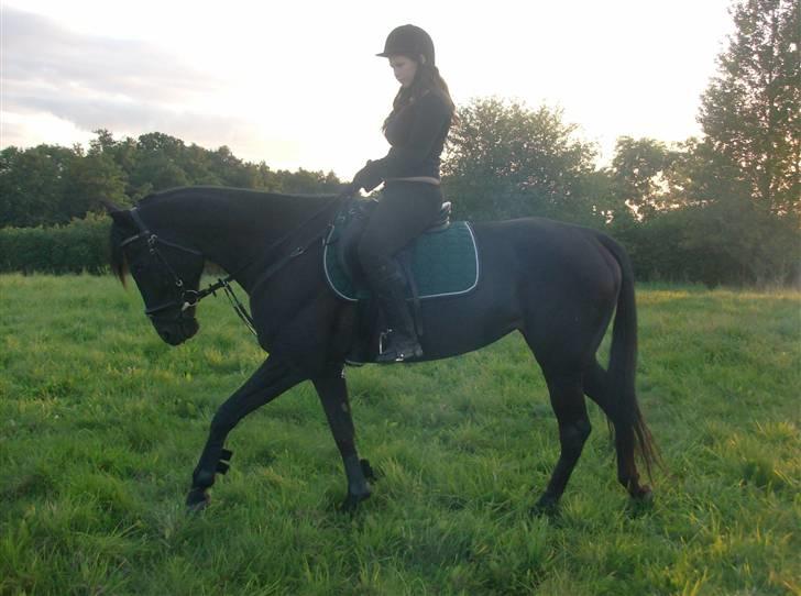 Traver In Ger Solgt - Ja hun kan skam godt gå til bidet nu:) billede 4