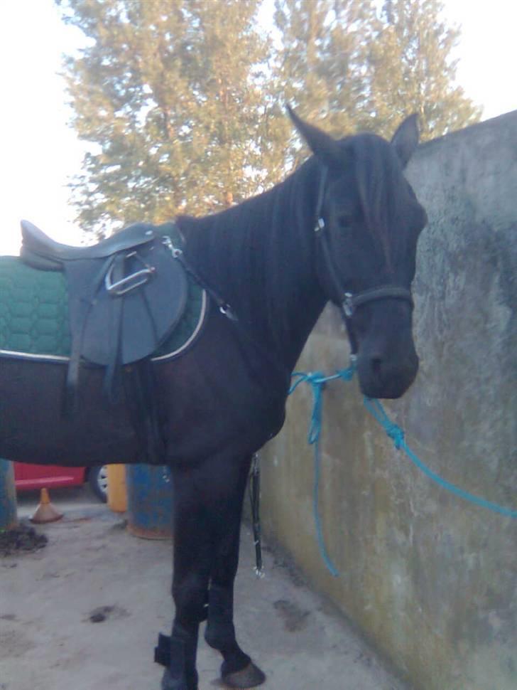 Traver In Ger Solgt billede 5