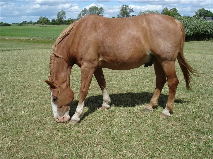 Frederiksborg Mads (rip) - Så der sommer græs billede 1