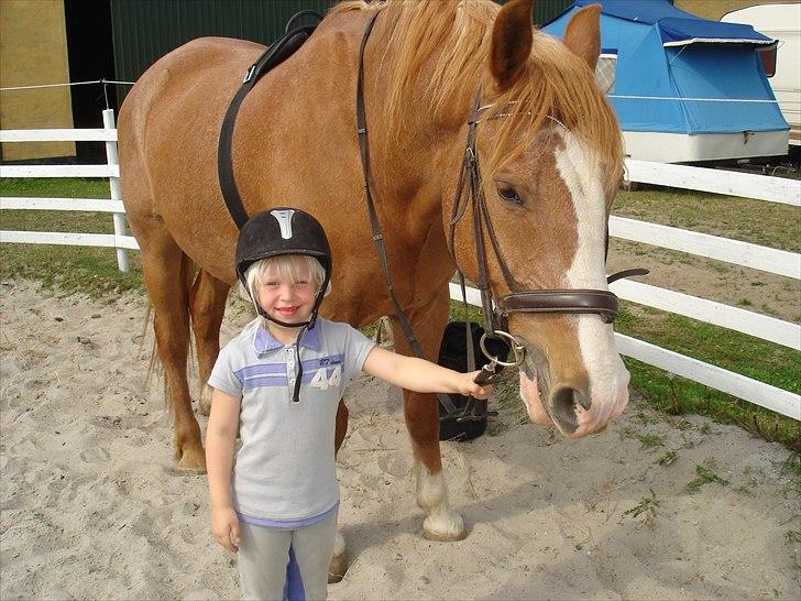 Frederiksborg Mads (rip) - skønt med en ruller på ridebanen billede 2