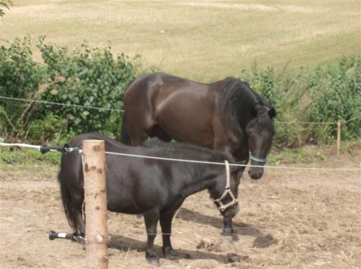 Traver In Ger Solgt - In Ger siger hej til Saga billede 6