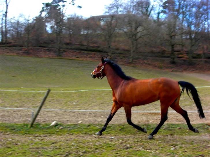 Anden særlig race Foxy Lady - Lille araber Foxer <3 på fold april 09 billede 11