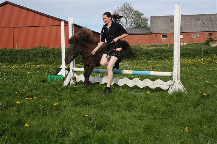 Shetlænder Jægergårdens Hikki - Foto : Min mor billede 12
