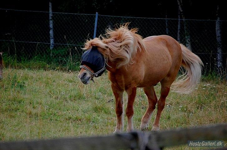 Islænder Dagur-RIP †3/8-10† - Daxen, d. 24/7-10, på sommerfold xD - love u basse xD <3 Fotograf; Mig billede 7