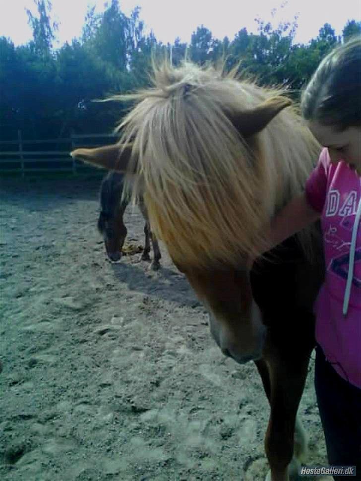 Islænder Dagur-RIP †3/8-10† - Miss you basse <3 billede 9
