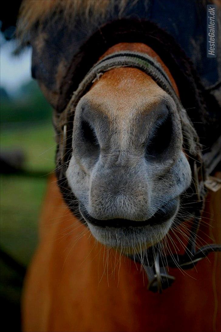 Islænder Dagur-RIP †3/8-10† - Daxens dejlige og smukke mule xD Fotograf; Mig billede 15