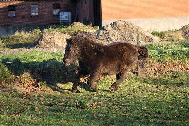Shetlænder Jægergårdens Hikki - Foto : Mig / Hanne Viola Pedersen billede 13
