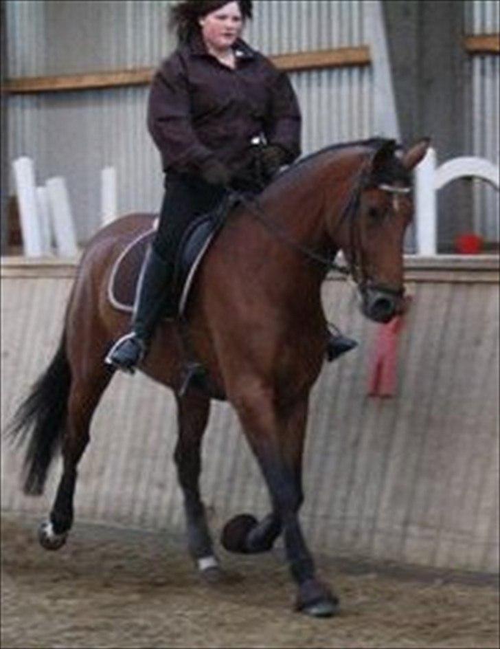 Dansk Varmblod Kibgårdens Sancett Light -solgt:( billede 8