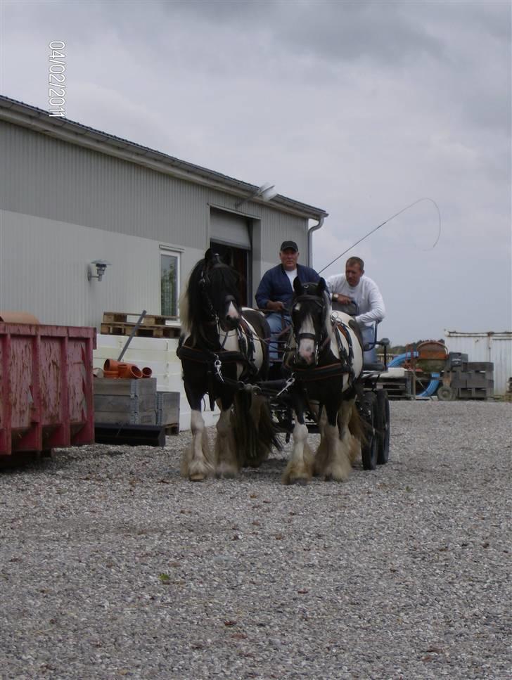 Irish Cob Moustafar Van Boeregemvel billede 18