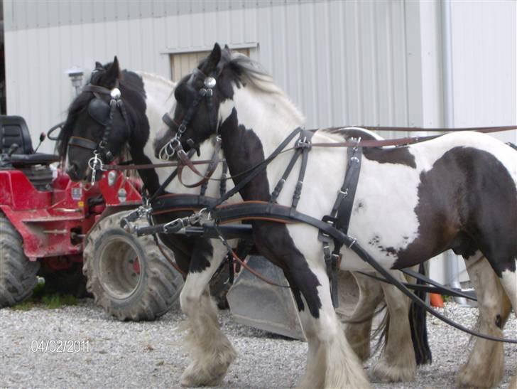 Irish Cob Moustafar Van Boeregemvel - okey, godt så...vi drejer her billede 19