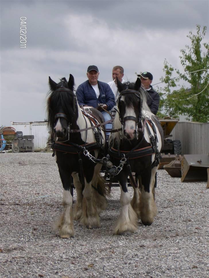Irish Cob Moustafar Van Boeregemvel - d.12/8-08 billede 20