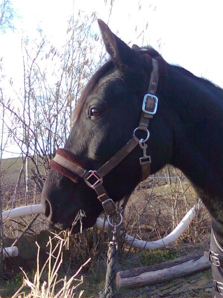 Oldenborg Okholms Makker  billede 13