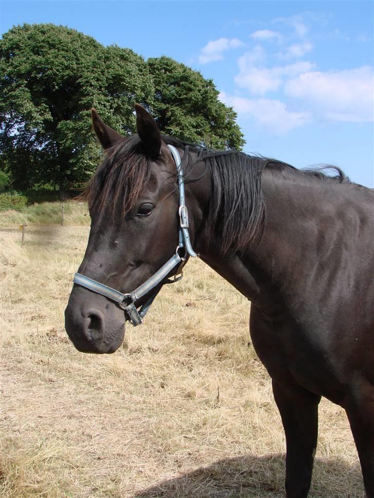Oldenborg Okholms Makker  billede 15