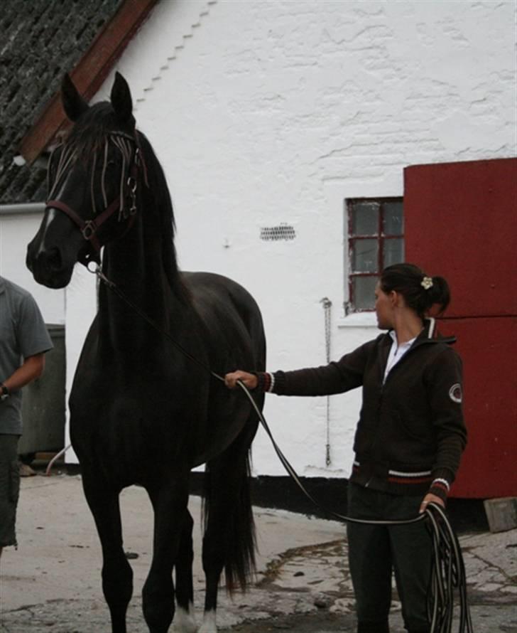 Oldenborg Damshauges Ferrai - R.I.P. billede 4