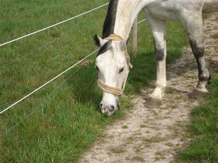 Dansk Varmblod Wicha Solgt :( billede 6