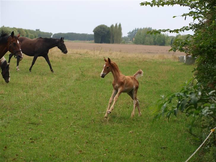 Hannoveraner Xantiago Solgt YEEHAW! billede 6