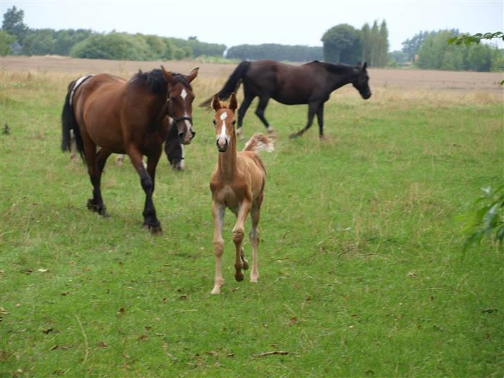 Hannoveraner Xantiago Solgt YEEHAW! billede 7