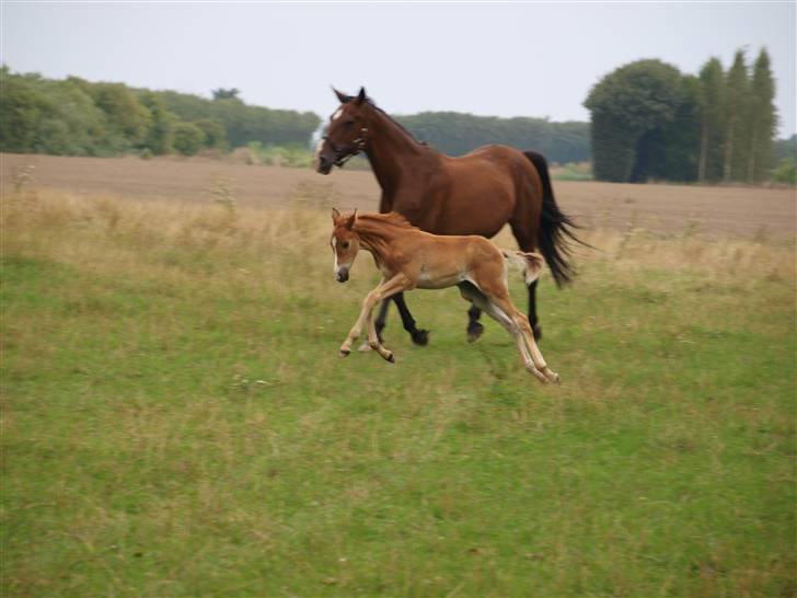 Hannoveraner Xantiago Solgt YEEHAW! billede 8