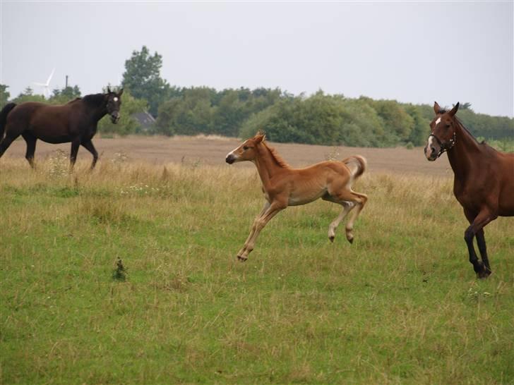 Hannoveraner Xantiago Solgt YEEHAW! billede 9