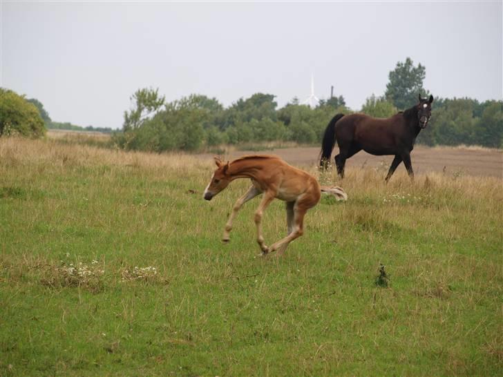 Hannoveraner Xantiago Solgt YEEHAW! billede 10